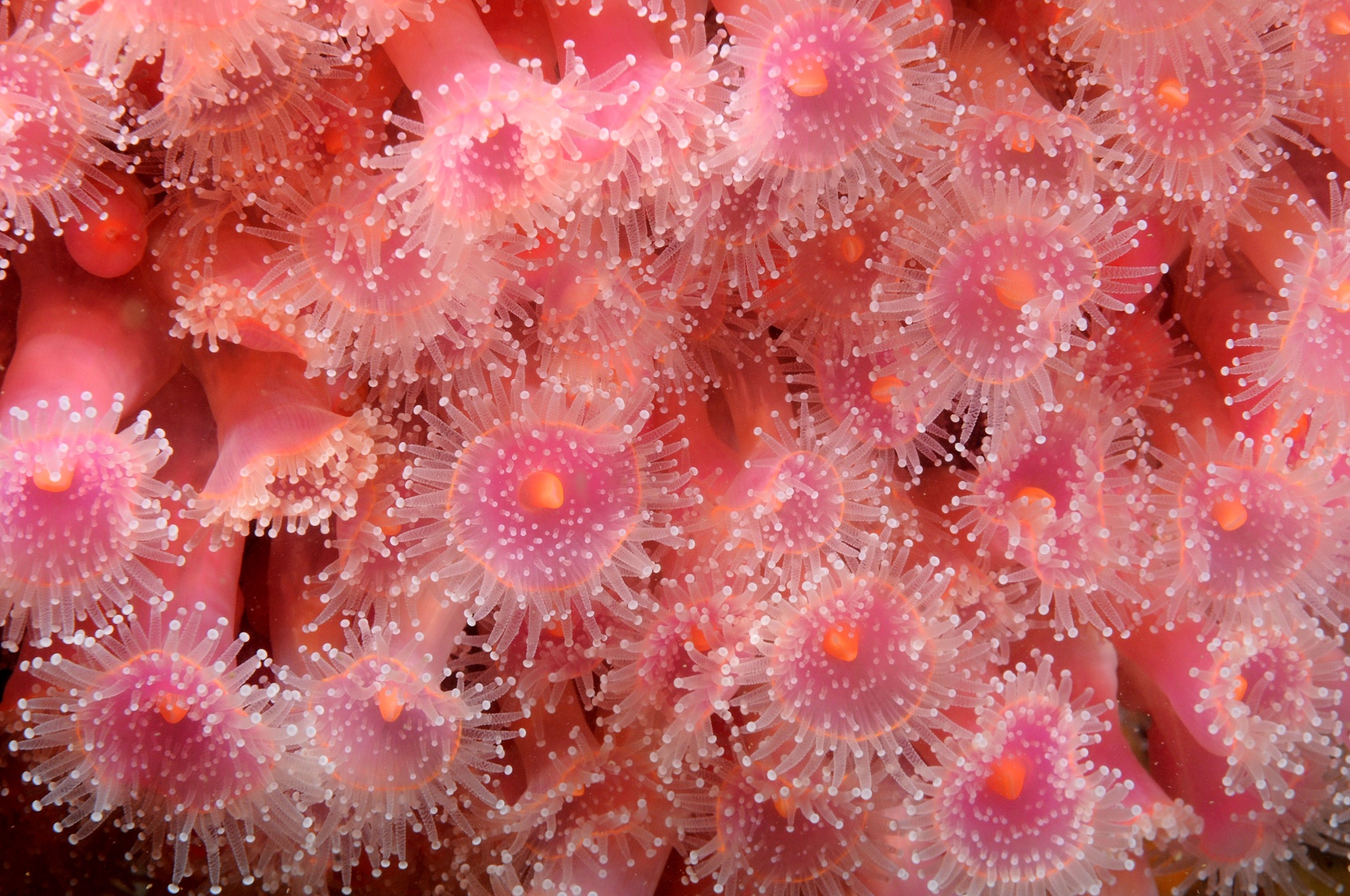 2014, Ocean Ecology, Kentish Flats Extension, Benthic Survey